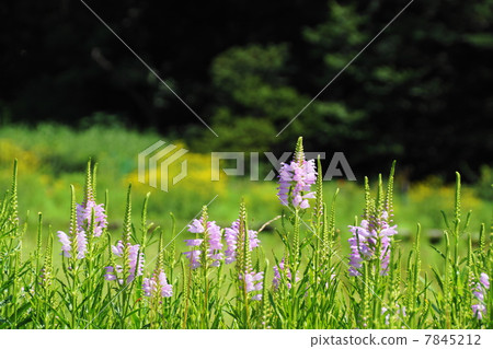 July Flower Kectranoo / Labiaceae 12 7845212