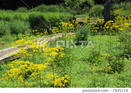 July Ominae and Ominaeidae 63 7845219