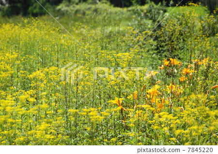 7月Ominae和Ominae家族62 7月Ominae和Ominae家族62 7845220