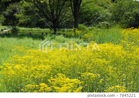 July Ominae and Ominaeidae 61 7845221