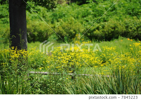 July Ominae and Ominaelidae 59 7845223