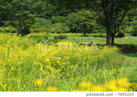 July Ominae and Ominauei 58 7845224