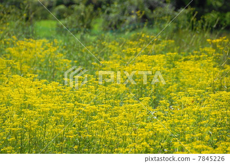 July Ominae and Ominauei 56 7845226