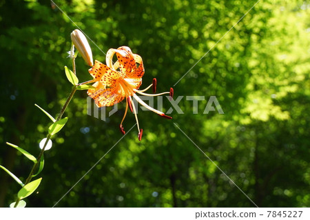 七月花洋蔥百合·尤里42 7845227