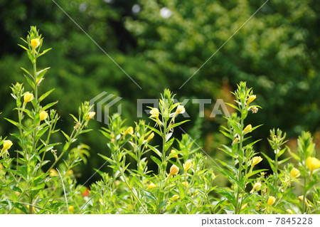 July Flower Flower Flower and Famous Family Department 06 Evening Primrose · Tanuki Grass July Flower Flower Flower and Famous Family Department 06 Evening Primrose · Tanuki Grass 7845228