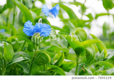 July Flower Flower Buddha / Tunyx family 01 7845229