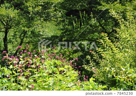 八月花Ooketade，Tadaceaceae 02 7845230