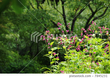 August Flower Ooketade, Tadaceaceae 01 7845231