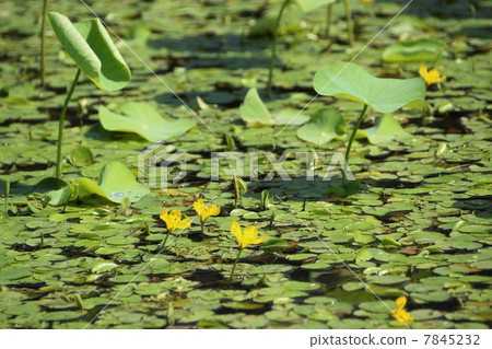 July Flower Asaza and Midgegaceae 12 July Flower Asaza and Midgegaceae 12 7845232