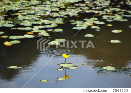 七月花Asaza和Midgegaceae 11 7845233