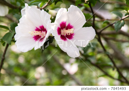 玫瑰沙龍 玫瑰沙龍 7845493