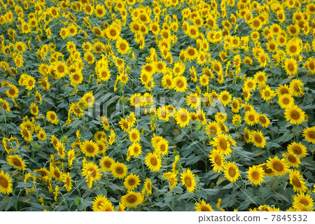 向日葵領域的一邊的向日葵（神奈川縣佐馬市栗原區的向日葵節） 7845532