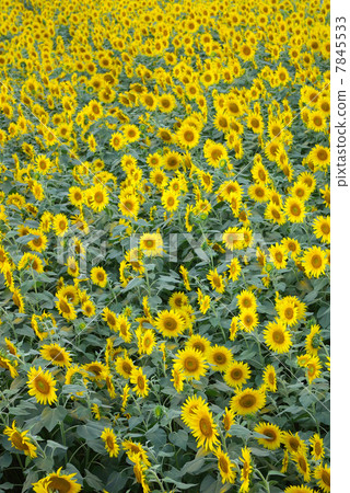 在一邊的向日葵領域向日葵 7845533