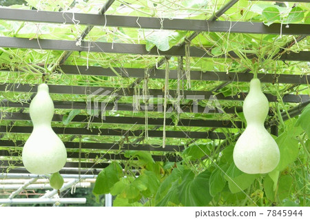 Gourd 7845944