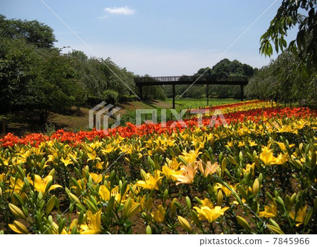 百合maculatum 百合maculatum 7845966