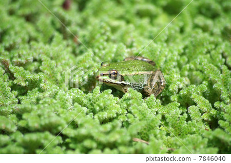 Tokyo dalo frog Tokyo dalo frog 7846040