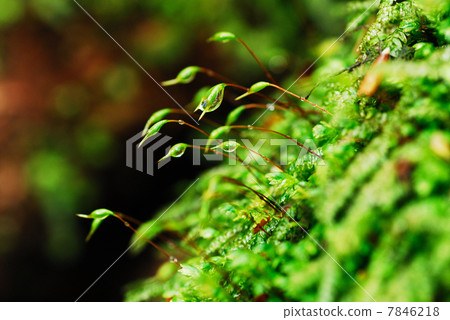 苔 苔 7846218