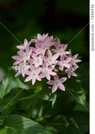 My name is Teruyuki Kusayama Kusa Santanka. 7846436