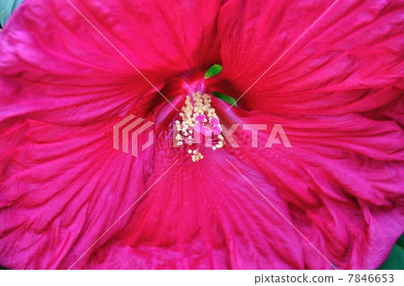 American Flower Flower 7846653