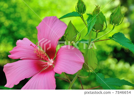 Flowers of Momiahioia Flowers of Momiahioia 7846654