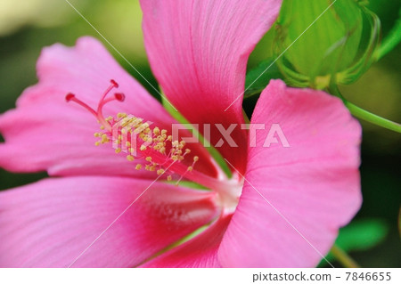 Flowers of Momiahioia Flowers of Momiahioia 7846655