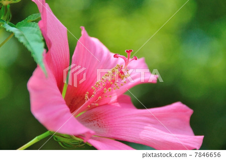 Flowers of Momiahioia Flowers of Momiahioia 7846656