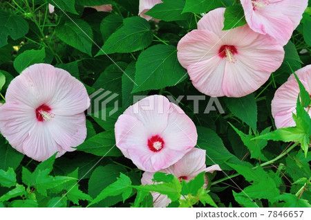 American Flower Flower American Flower Flower 7846657