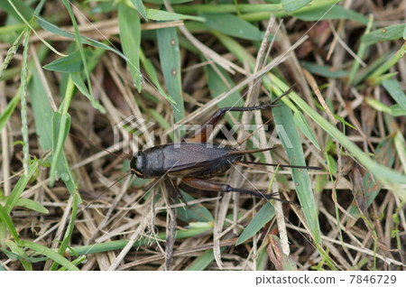 Enma cricket emma cricket is big. 7846729