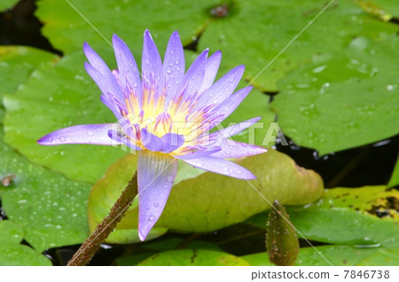 Water lily 7846738