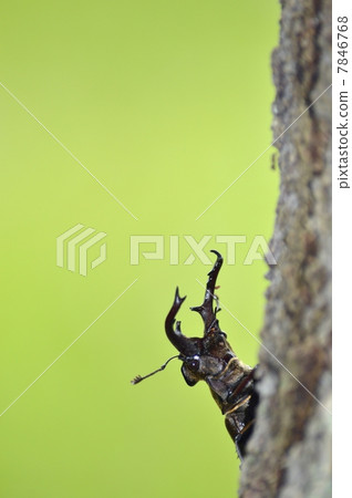 高砂深山鍬形蟲 7846768