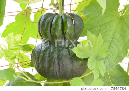 Kagaya Pumpkin Kagaya Pumpkin 7846784