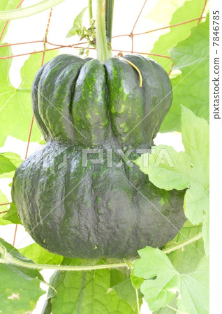 Kagaya Pumpkin Kagaya Pumpkin 7846785