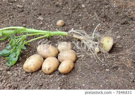 Harvesting new potatoes 7846831