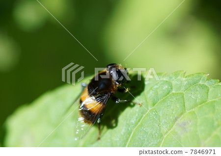 Chotto 's big debut Chotto 's big debut 7846971