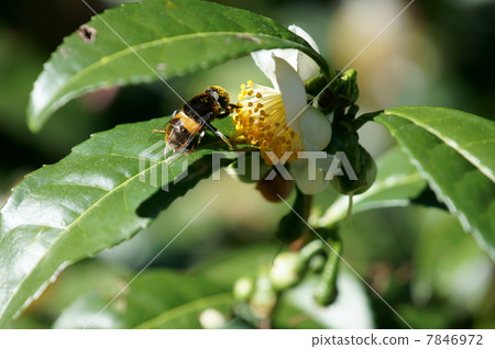 花和茶花 花和茶花 7846972