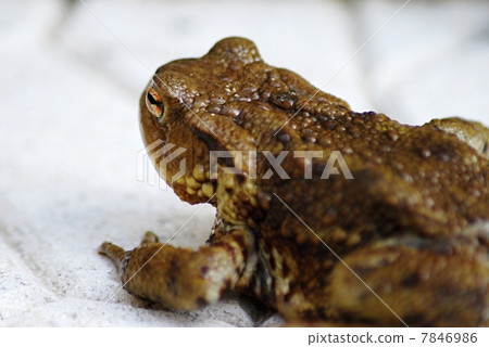 Ugly frog Ugly frog 7846986