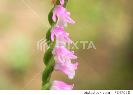 A fellow of a rare orchid stem twisting and blooming "Screw banner": Mozzzli 7847028