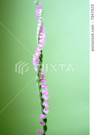 A fellow of a rare orchid stem twisting and blooming "Screw banner": Mozzzli A fellow of a rare orchid stem twisting and blooming "Screw banner": Mozzzli 7847029