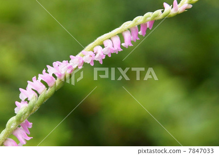 A fellow of a rare orchid stem twisting and blooming "Screw banner": Mozzzli A fellow of a rare orchid stem twisting and blooming "Screw banner": Mozzzli 7847033