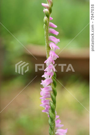 A fellow of a rare orchid stem twisting and blooming "Screw banner": Mozzzli A fellow of a rare orchid stem twisting and blooming "Screw banner": Mozzzli 7847038