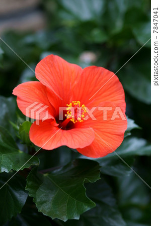 Hibiscus Japanese name is Buddhist Flower Bissauge. 7847041