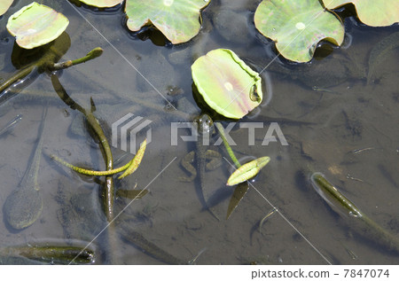 Soon bullfrog 7847074