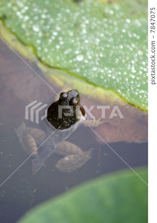 Soon bullfrog 7847075