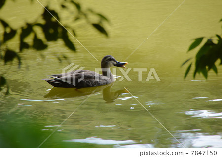 鴨 7847150
