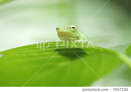 Schlegel frog 7847388