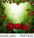 beautiful red roses background 7847426