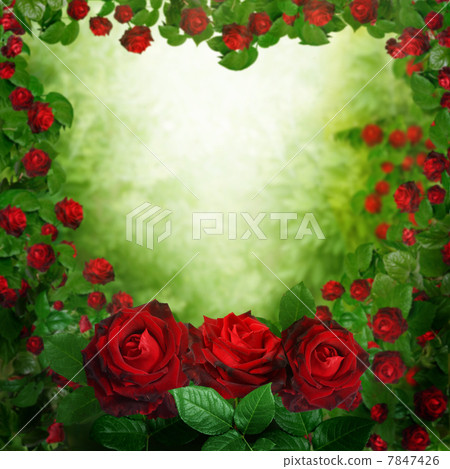 beautiful red roses background 7847426