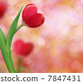 tulip in shape of a heart 7847431