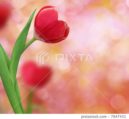 tulip in shape of a heart tulip in shape of a heart 7847431