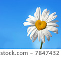 daisy with heart 7847432